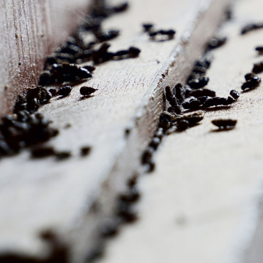 Plaagdieren Muizenkeutels (1)